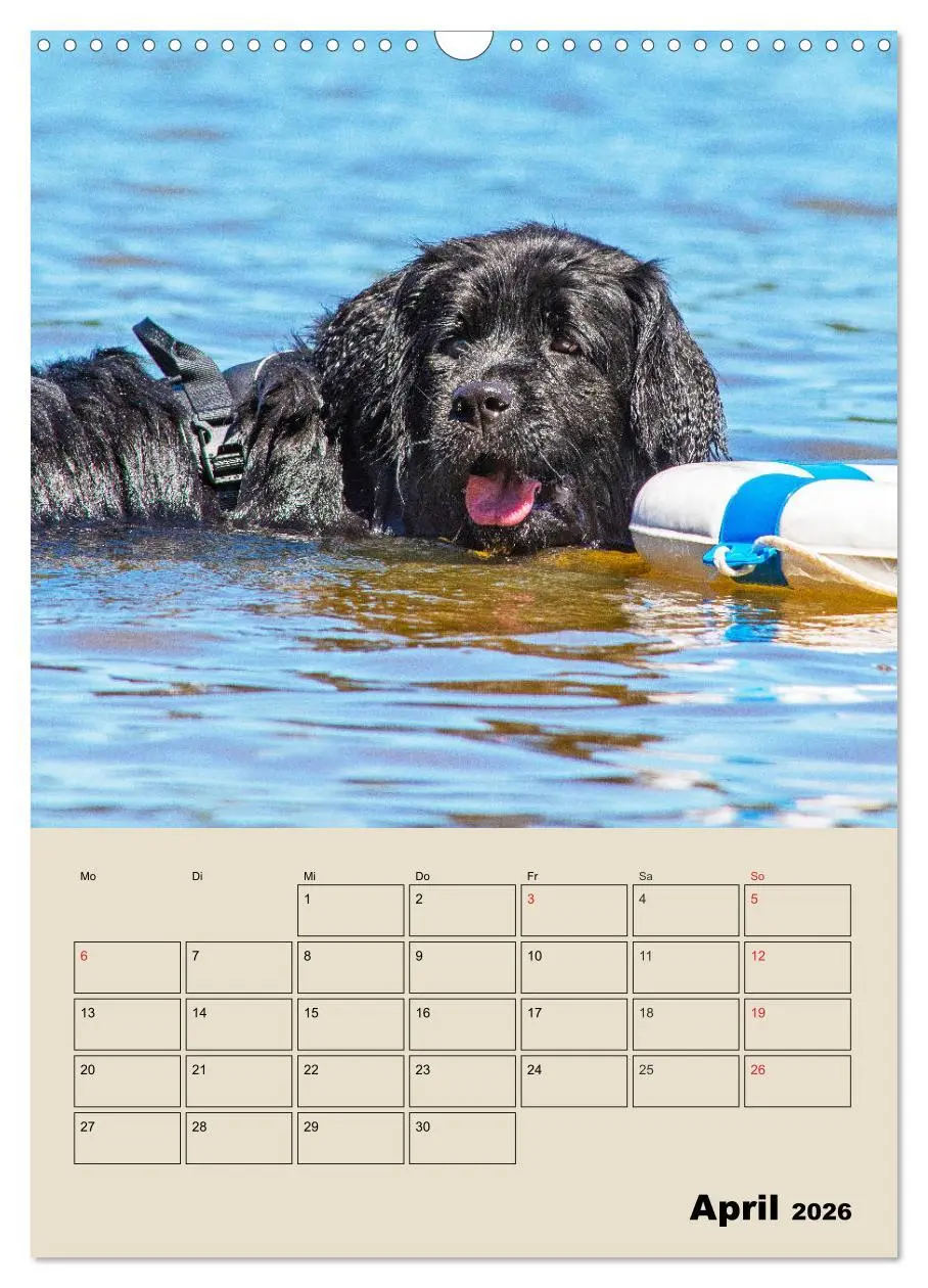 Bild: 9783516387629 | Familienplaner Neufundländer - Freund und Retter (Wandkalender 2026...