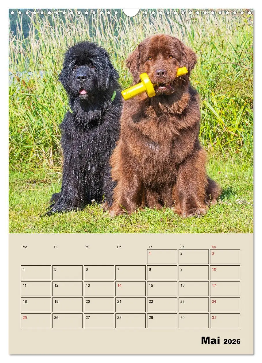 Bild: 9783516387629 | Familienplaner Neufundländer - Freund und Retter (Wandkalender 2026...