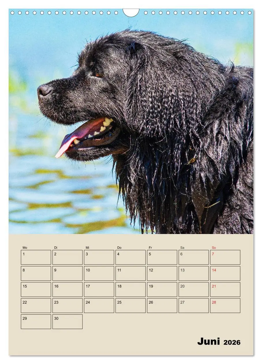 Bild: 9783516387629 | Familienplaner Neufundländer - Freund und Retter (Wandkalender 2026...