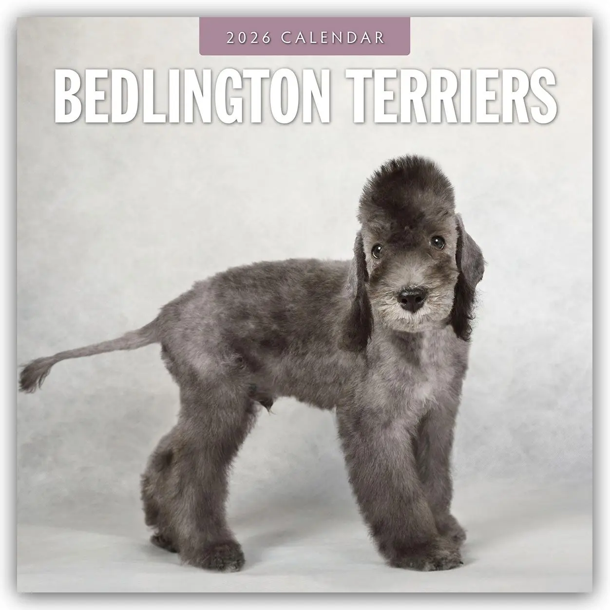 Cover: 9781804427729 | Bedlington Terriers 2026 Square Wall Calendar | Red Robin | Buch