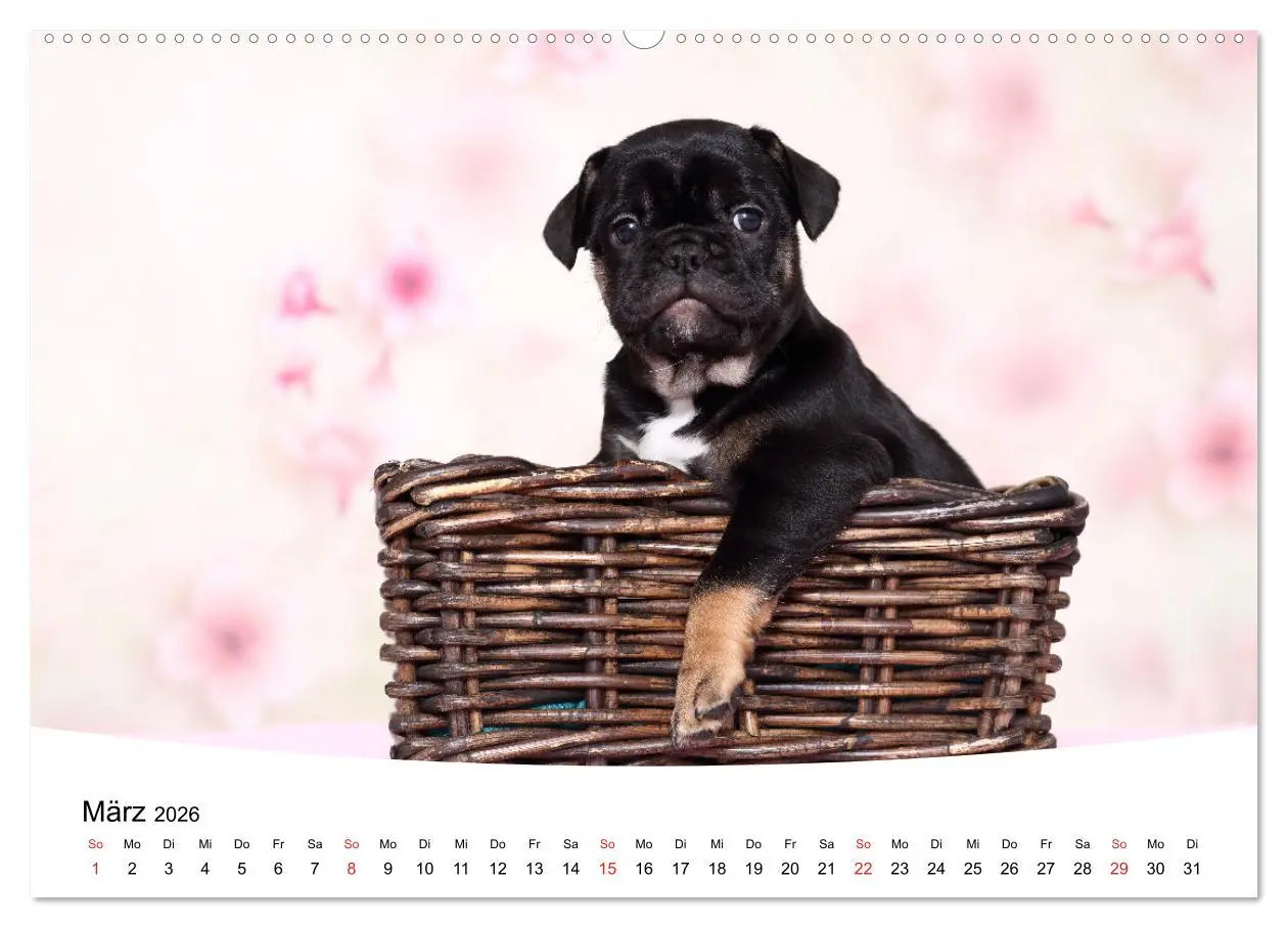 Bild: 9783457727829 | Bullys - Französische Bulldoggen 2026 (Wandkalender 2026 DIN A2...