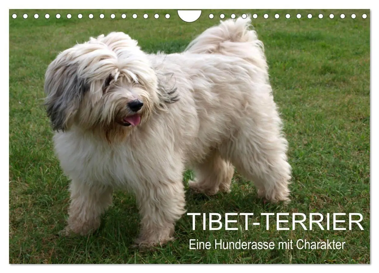 Cover: 9783516817829 | Tibet-Terrier - Eine Hunderasse mit Charakter (Wandkalender 2027...