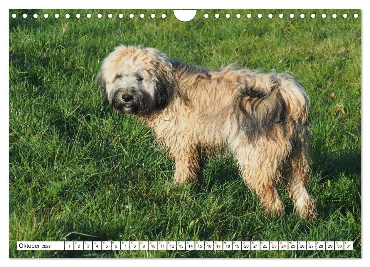 Bild: 9783516817829 | Tibet-Terrier - Eine Hunderasse mit Charakter (Wandkalender 2027...