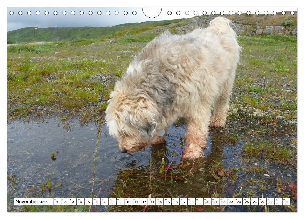 Bild: 9783516817829 | Tibet-Terrier - Eine Hunderasse mit Charakter (Wandkalender 2027...