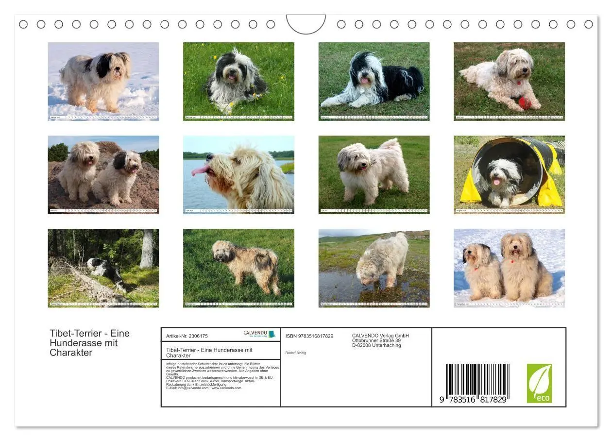 Bild: 9783516817829 | Tibet-Terrier - Eine Hunderasse mit Charakter (Wandkalender 2027...