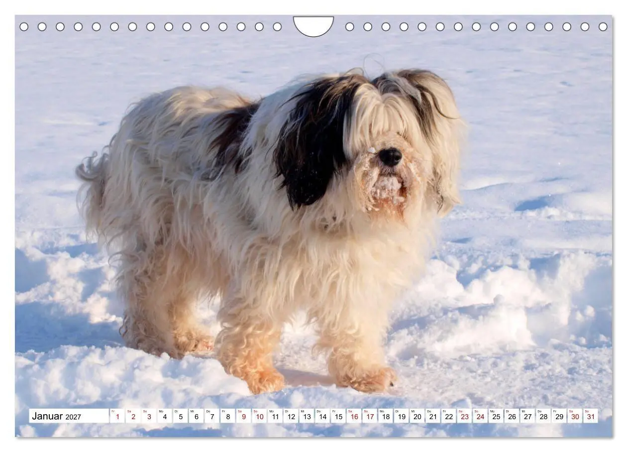 Bild: 9783516817829 | Tibet-Terrier - Eine Hunderasse mit Charakter (Wandkalender 2027...