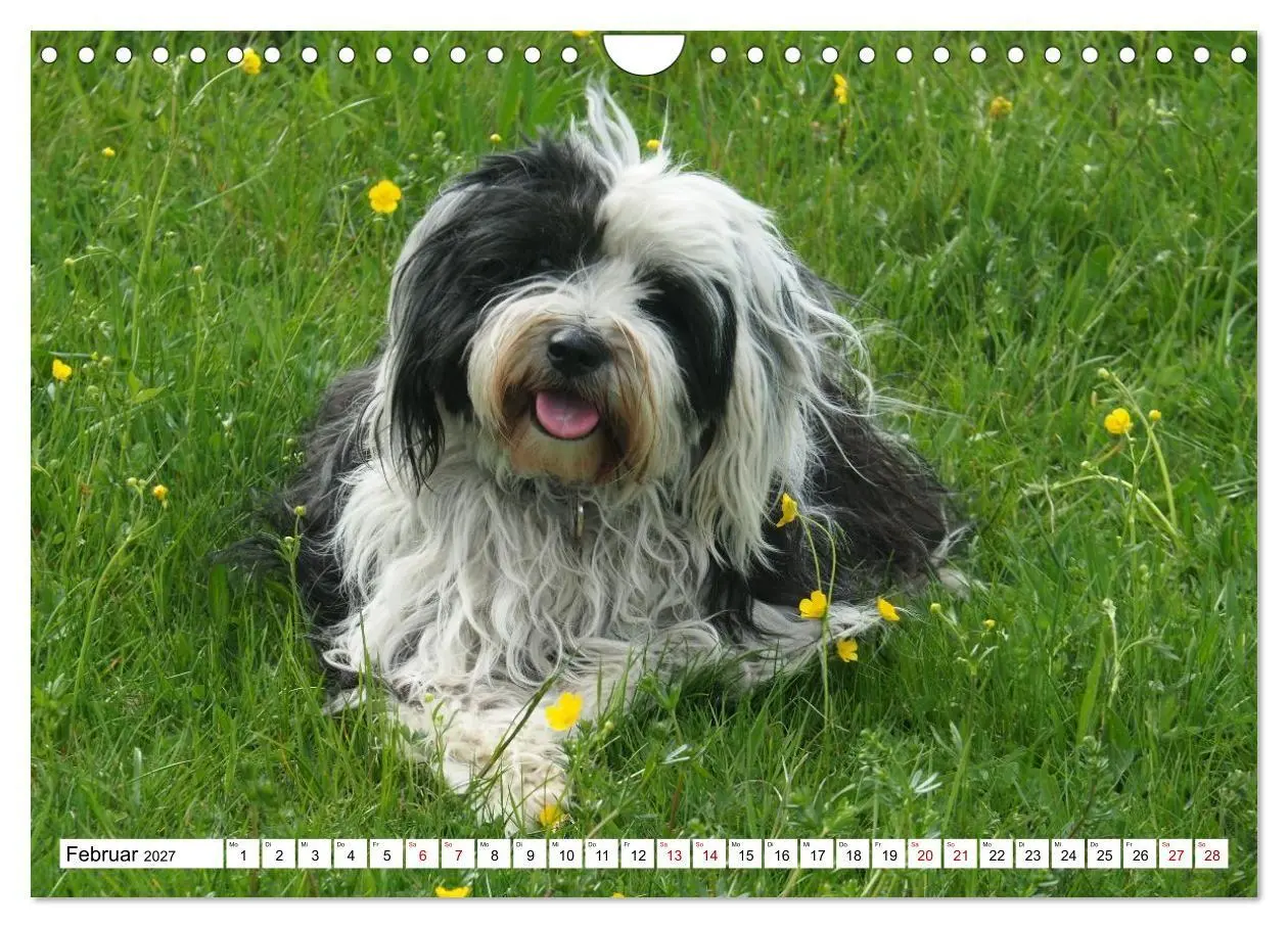 Bild: 9783516817829 | Tibet-Terrier - Eine Hunderasse mit Charakter (Wandkalender 2027...