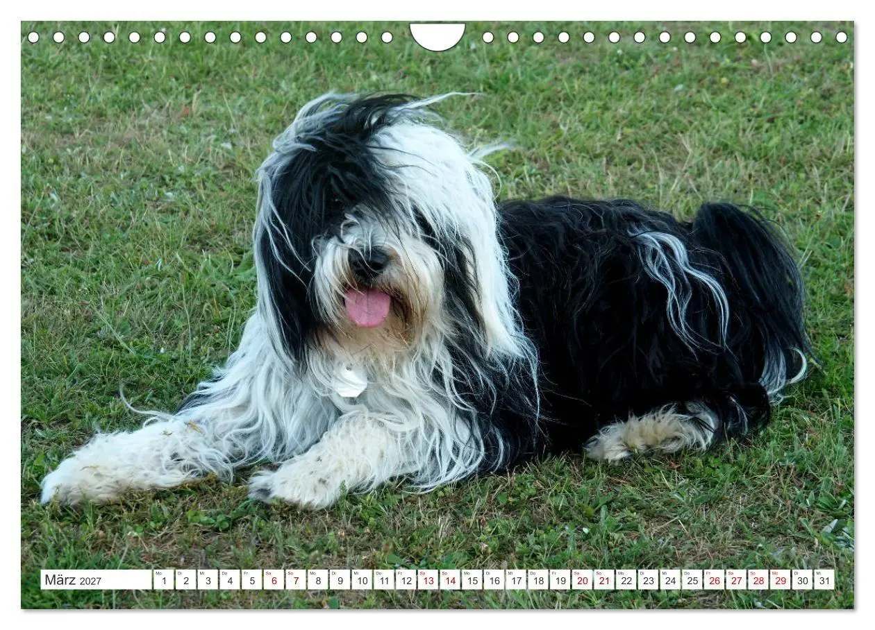 Bild: 9783516817829 | Tibet-Terrier - Eine Hunderasse mit Charakter (Wandkalender 2027...