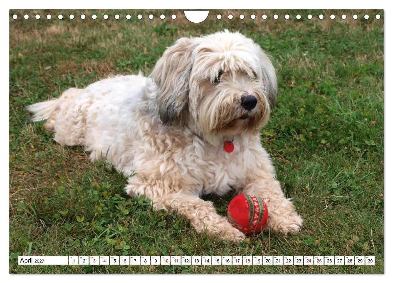 Bild: 9783516817829 | Tibet-Terrier - Eine Hunderasse mit Charakter (Wandkalender 2027...