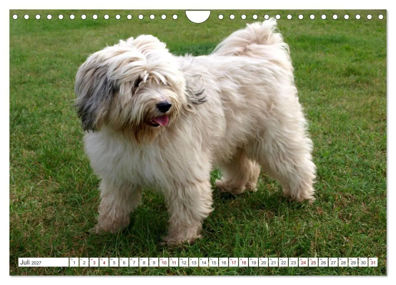 Bild: 9783516817829 | Tibet-Terrier - Eine Hunderasse mit Charakter (Wandkalender 2027...