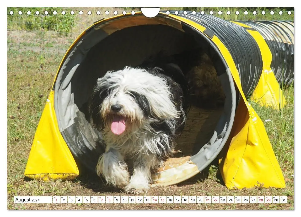 Bild: 9783516817829 | Tibet-Terrier - Eine Hunderasse mit Charakter (Wandkalender 2027...