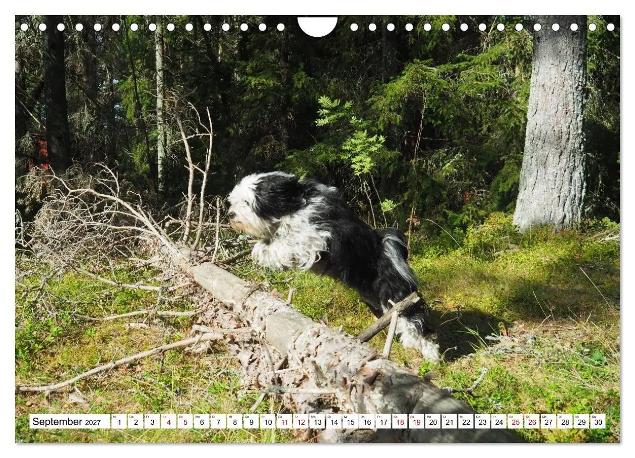 Bild: 9783516817829 | Tibet-Terrier - Eine Hunderasse mit Charakter (Wandkalender 2027...