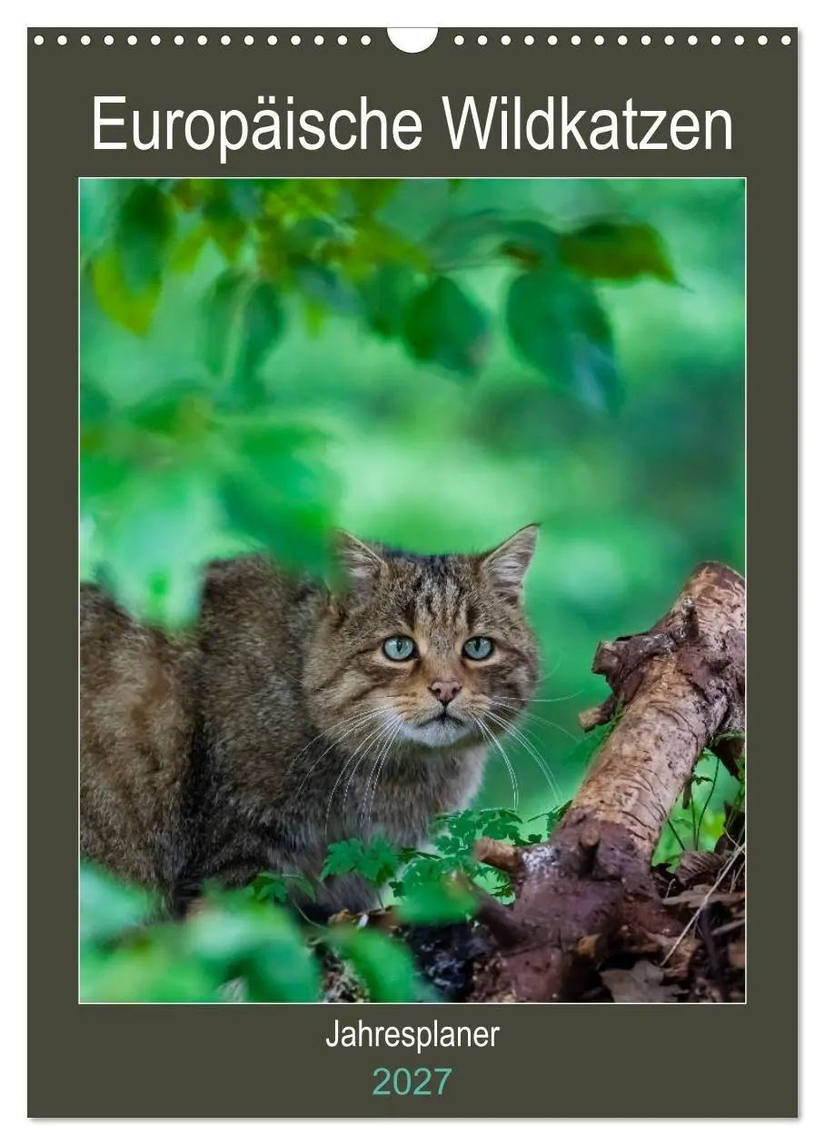 Cover: 9783569767829 | Europäische Wildkatzen - Jahresplaner (Wandkalender 2027 DIN A3...