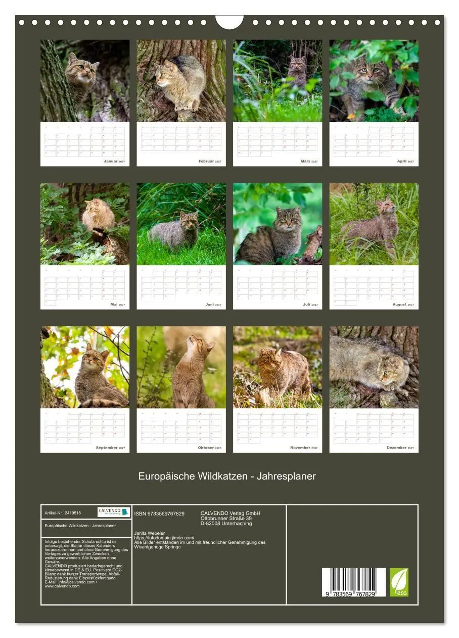 Bild: 9783569767829 | Europäische Wildkatzen - Jahresplaner (Wandkalender 2027 DIN A3...