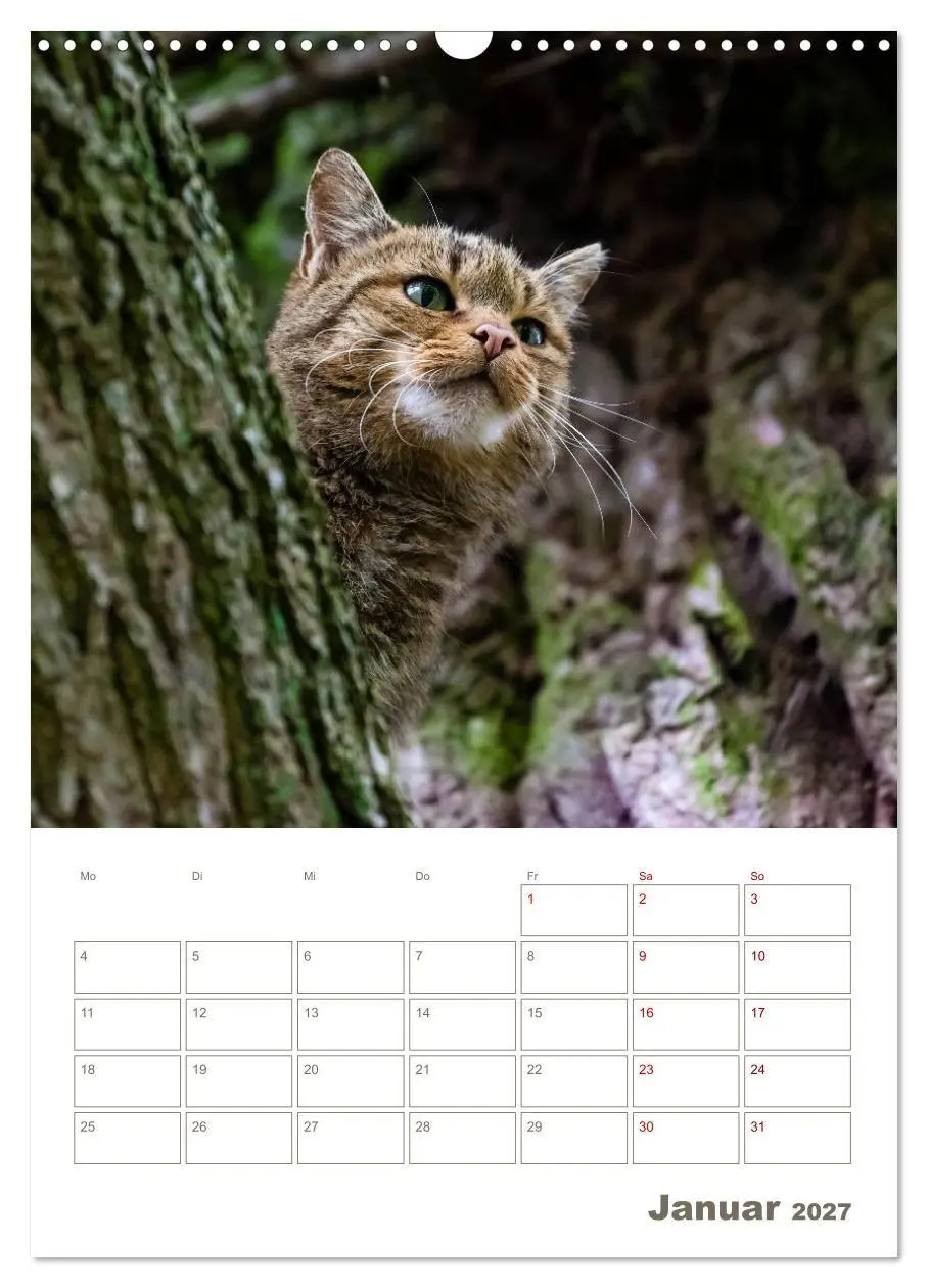 Bild: 9783569767829 | Europäische Wildkatzen - Jahresplaner (Wandkalender 2027 DIN A3...