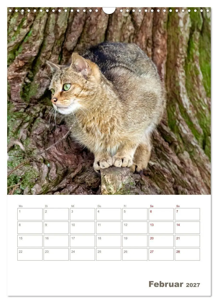 Bild: 9783569767829 | Europäische Wildkatzen - Jahresplaner (Wandkalender 2027 DIN A3...