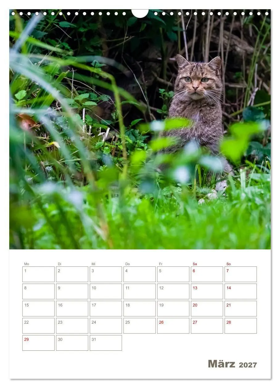Bild: 9783569767829 | Europäische Wildkatzen - Jahresplaner (Wandkalender 2027 DIN A3...