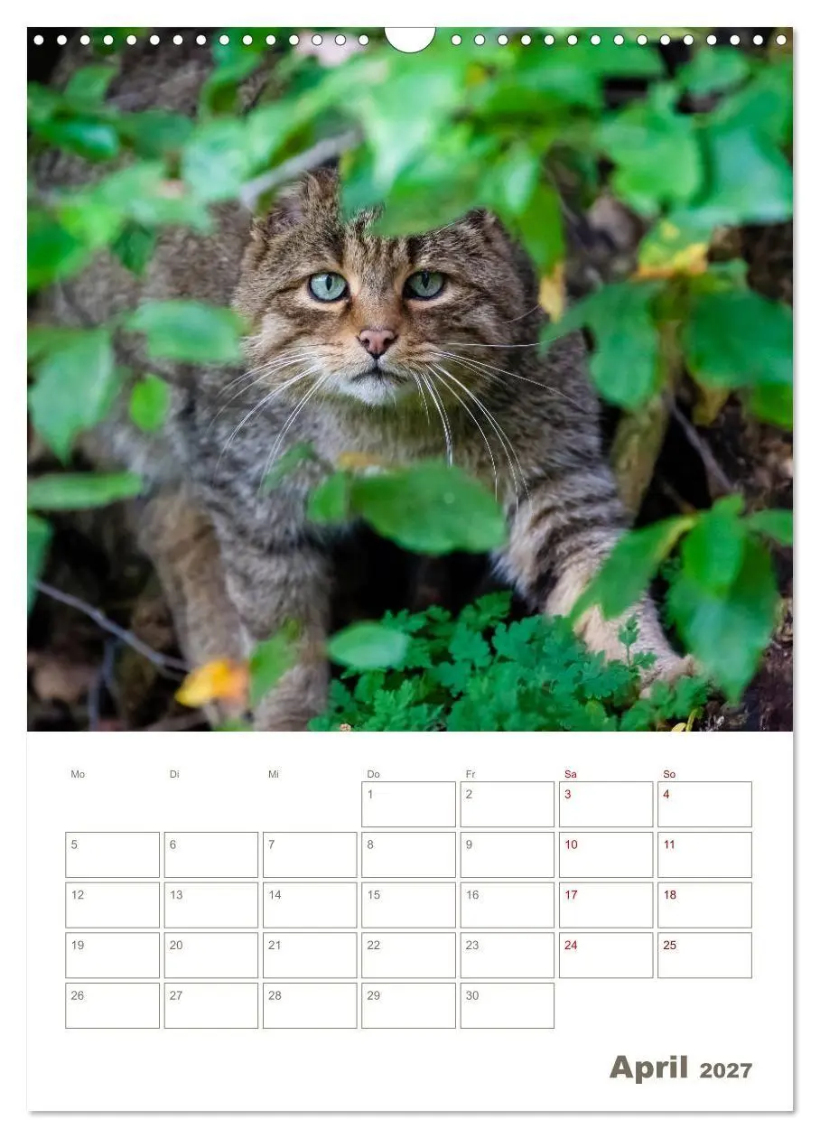 Bild: 9783569767829 | Europäische Wildkatzen - Jahresplaner (Wandkalender 2027 DIN A3...