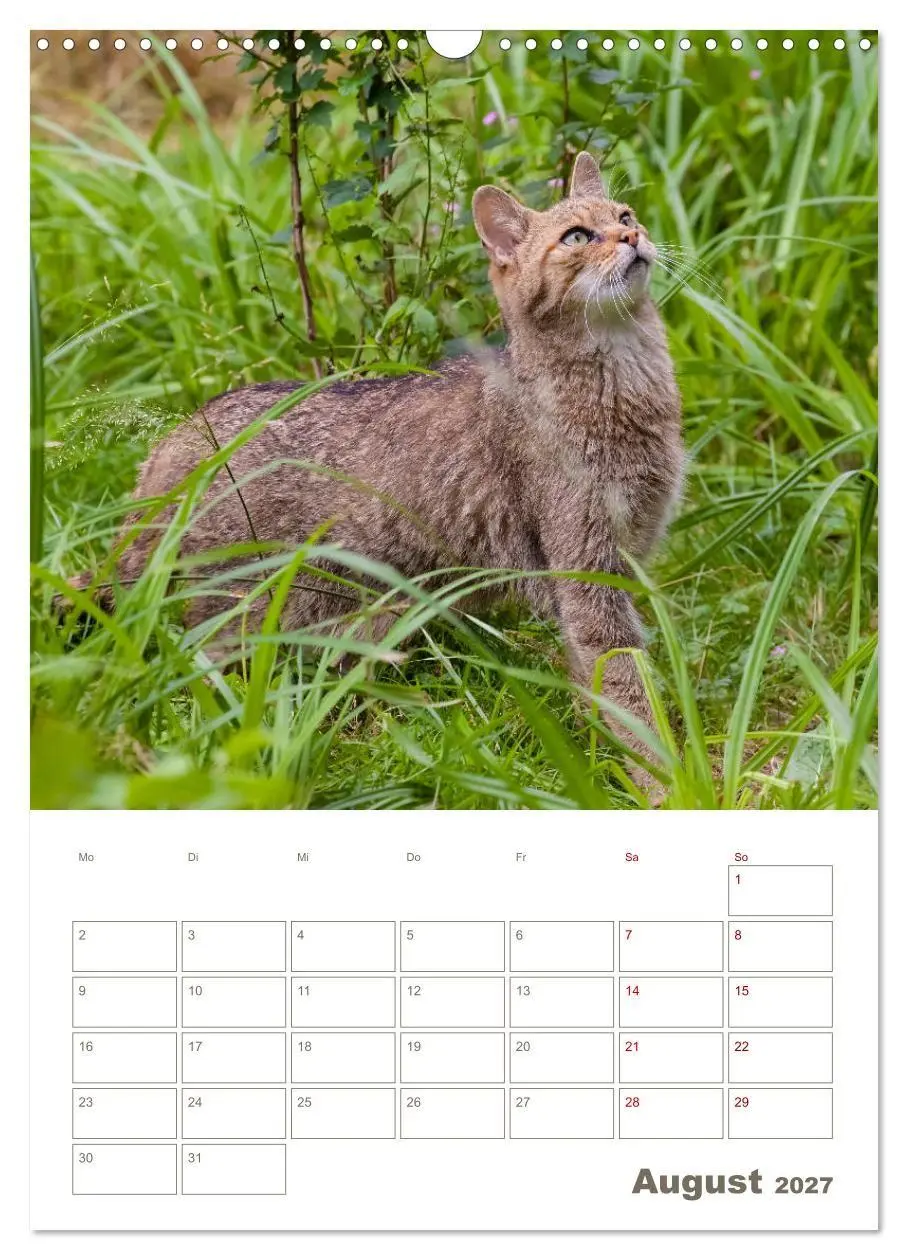 Bild: 9783569767829 | Europäische Wildkatzen - Jahresplaner (Wandkalender 2027 DIN A3...