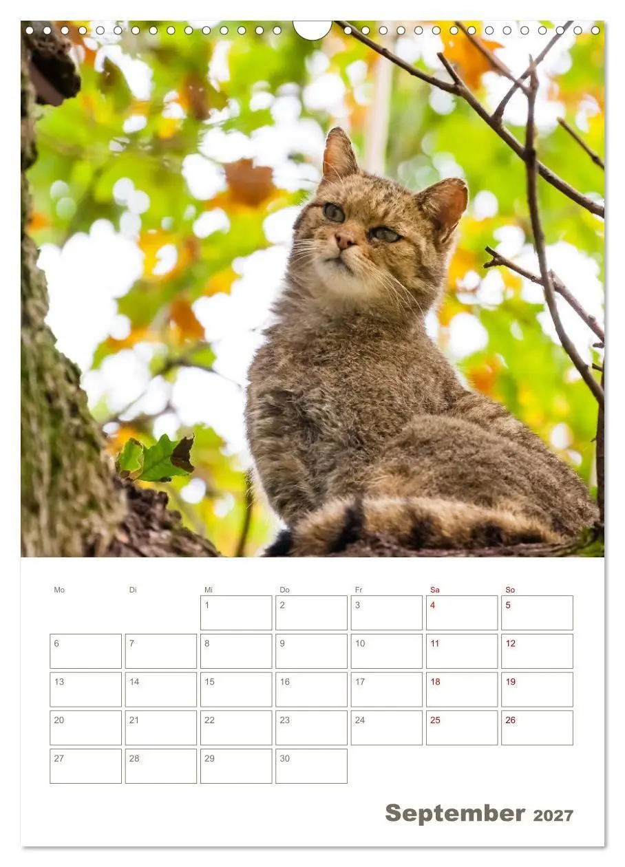 Bild: 9783569767829 | Europäische Wildkatzen - Jahresplaner (Wandkalender 2027 DIN A3...