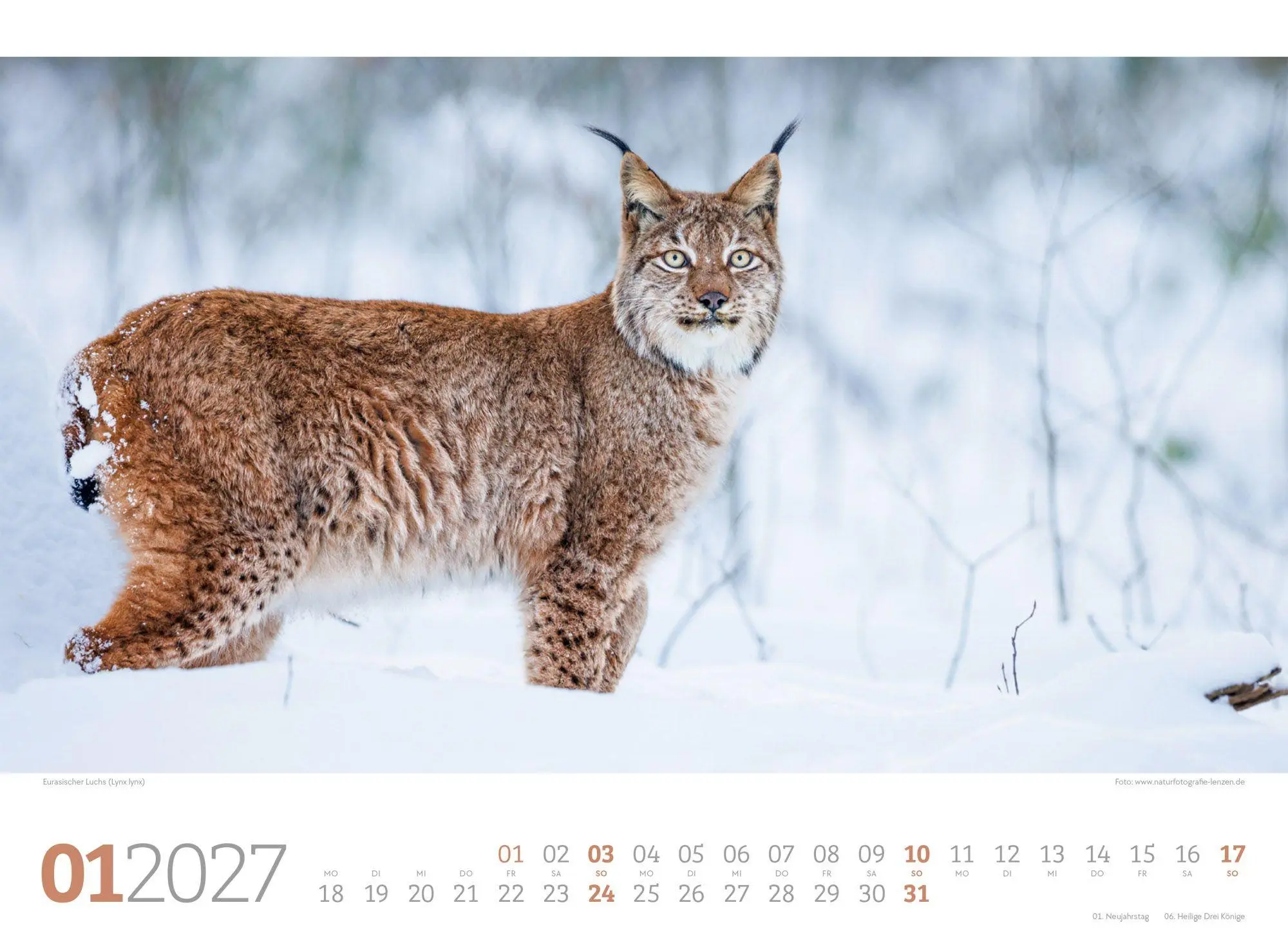 Bild: 9783838427829 | Tierwelt Wald Kalender 2027 | Ackermann Kunstverlag GmbH | Kalender