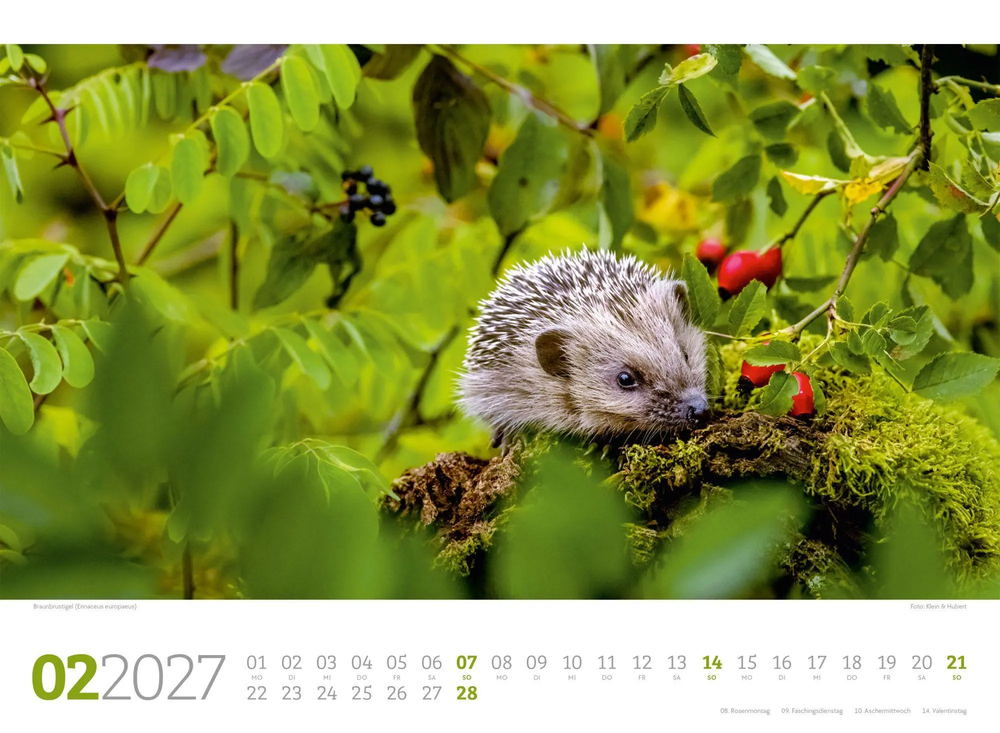 Bild: 9783838427829 | Tierwelt Wald Kalender 2027 | Ackermann Kunstverlag GmbH | Kalender
