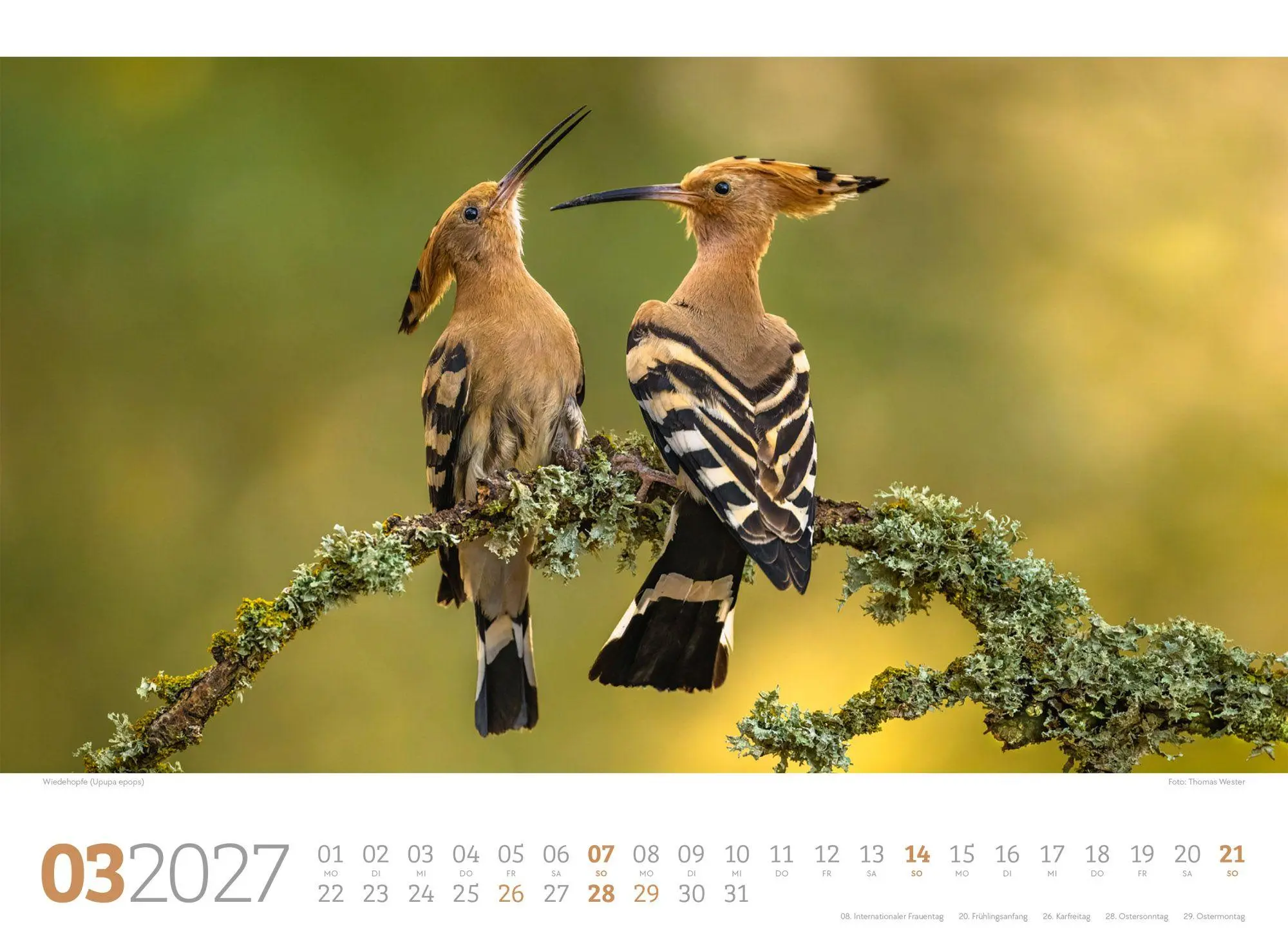 Bild: 9783838427829 | Tierwelt Wald Kalender 2027 | Ackermann Kunstverlag GmbH | Kalender