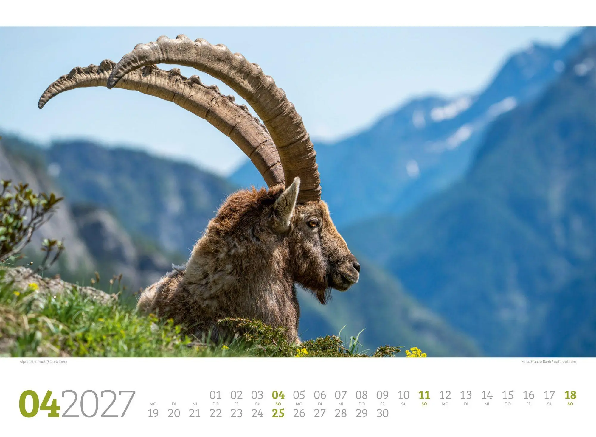 Bild: 9783838427829 | Tierwelt Wald Kalender 2027 | Ackermann Kunstverlag GmbH | Kalender