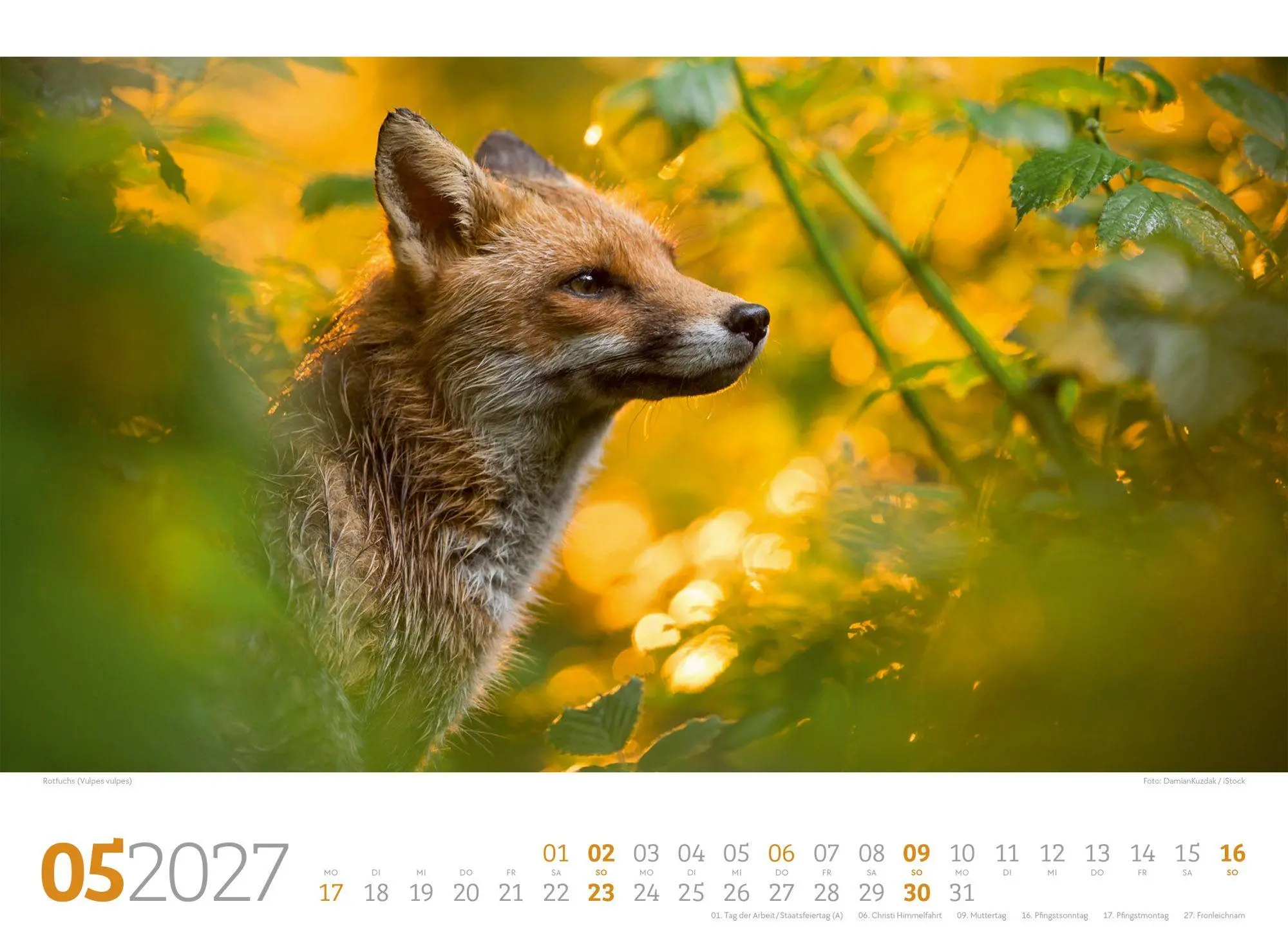 Bild: 9783838427829 | Tierwelt Wald Kalender 2027 | Ackermann Kunstverlag GmbH | Kalender