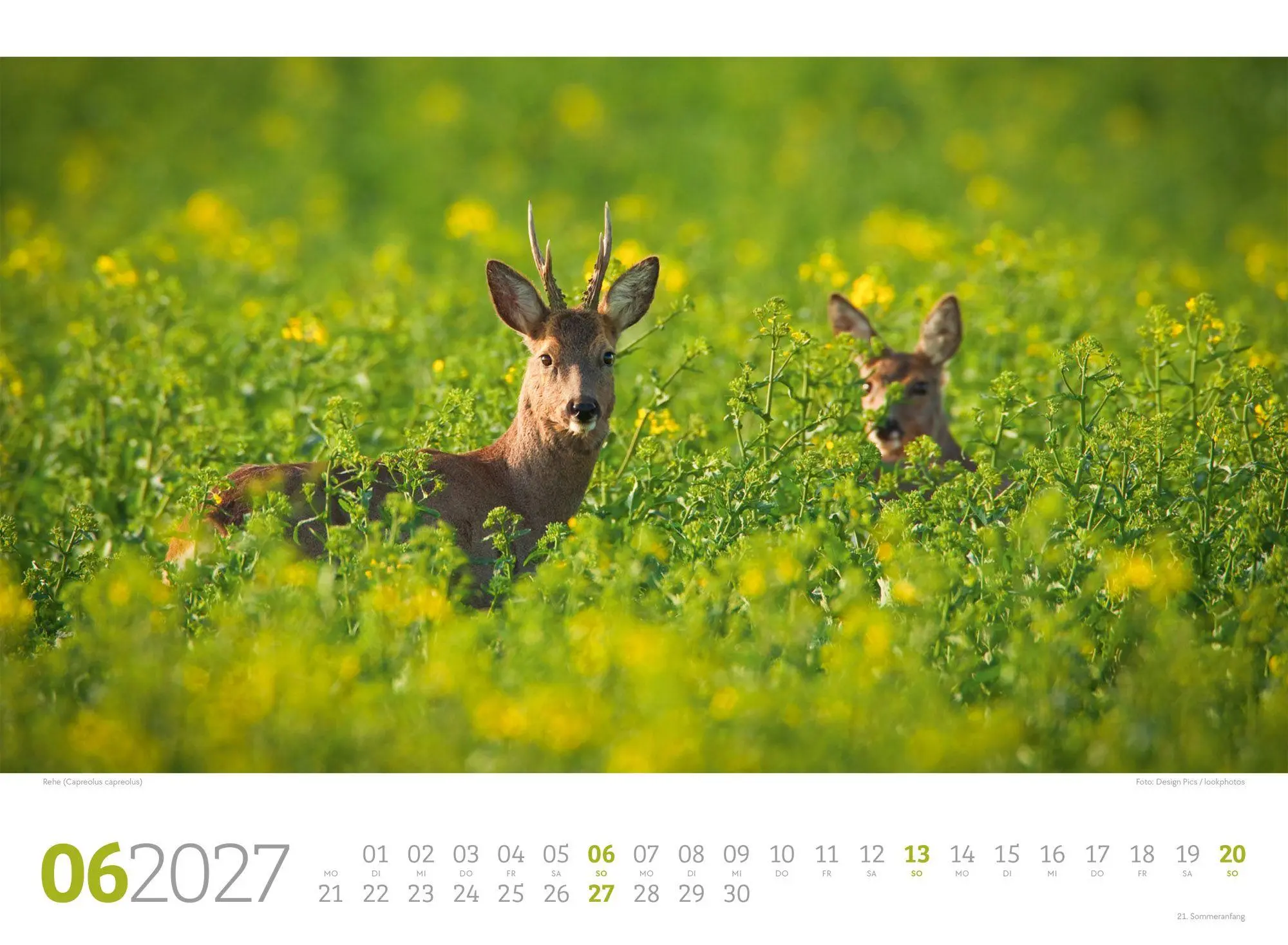 Bild: 9783838427829 | Tierwelt Wald Kalender 2027 | Ackermann Kunstverlag GmbH | Kalender