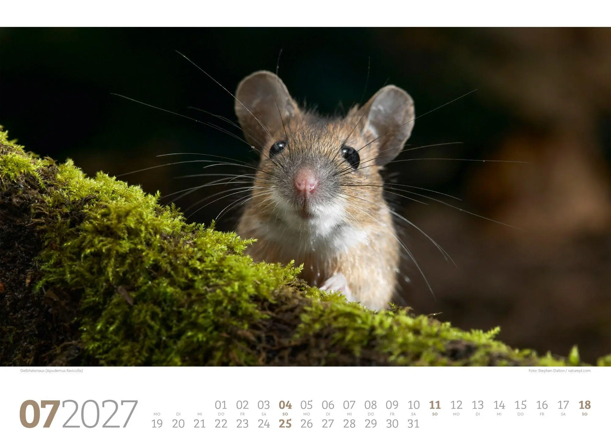 Bild: 9783838427829 | Tierwelt Wald Kalender 2027 | Ackermann Kunstverlag GmbH | Kalender