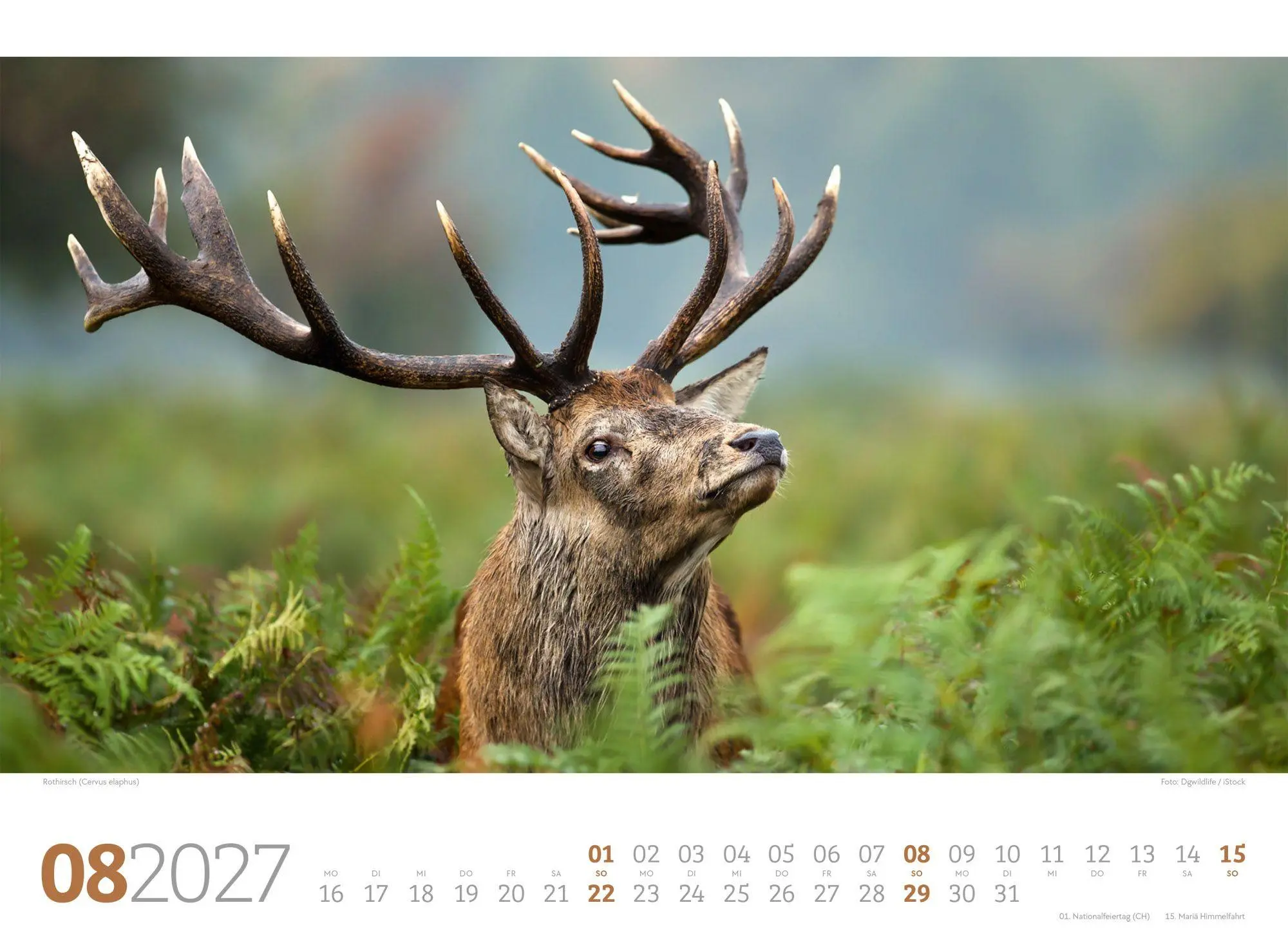 Bild: 9783838427829 | Tierwelt Wald Kalender 2027 | Ackermann Kunstverlag GmbH | Kalender