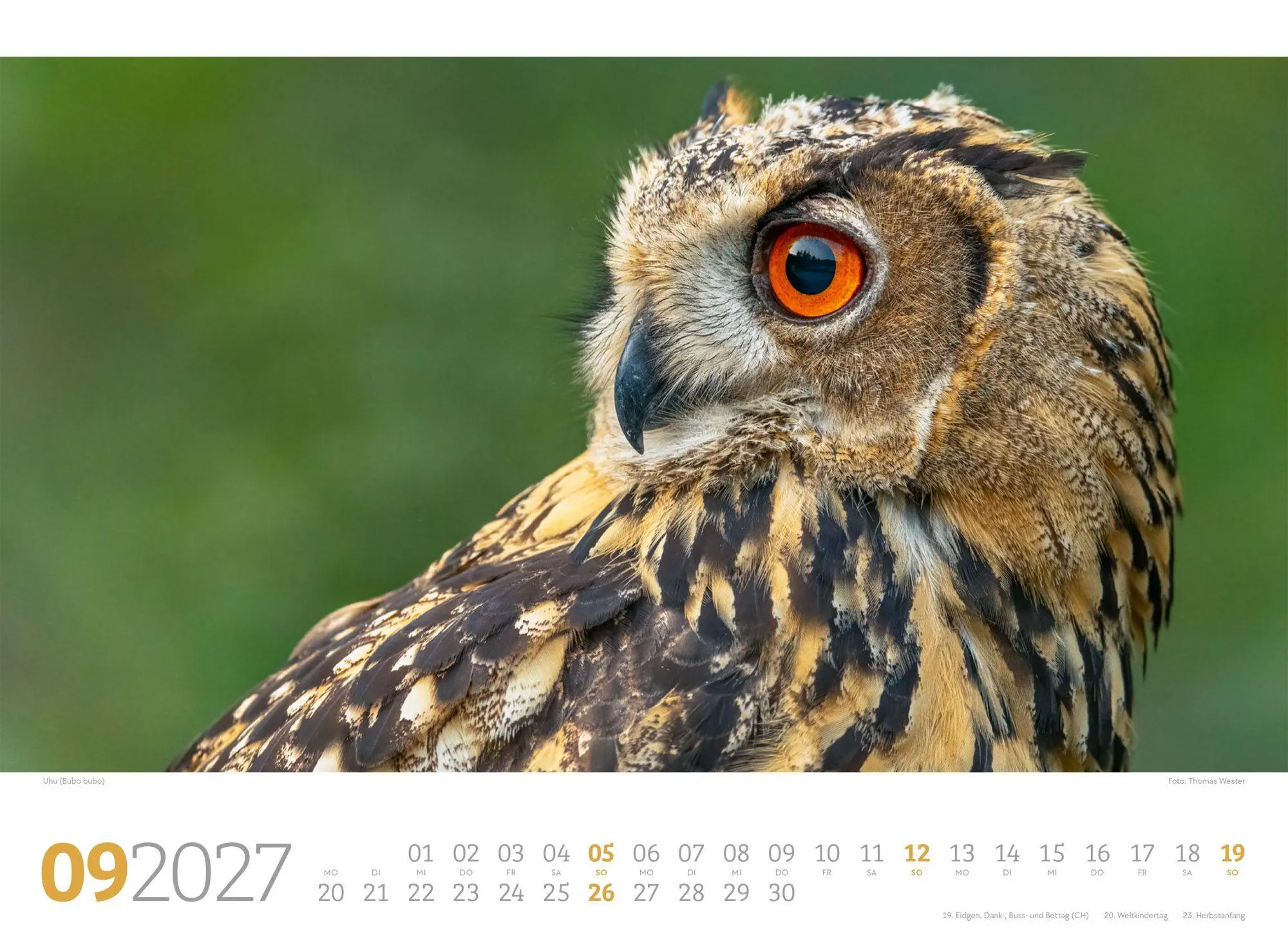 Bild: 9783838427829 | Tierwelt Wald Kalender 2027 | Ackermann Kunstverlag GmbH | Kalender