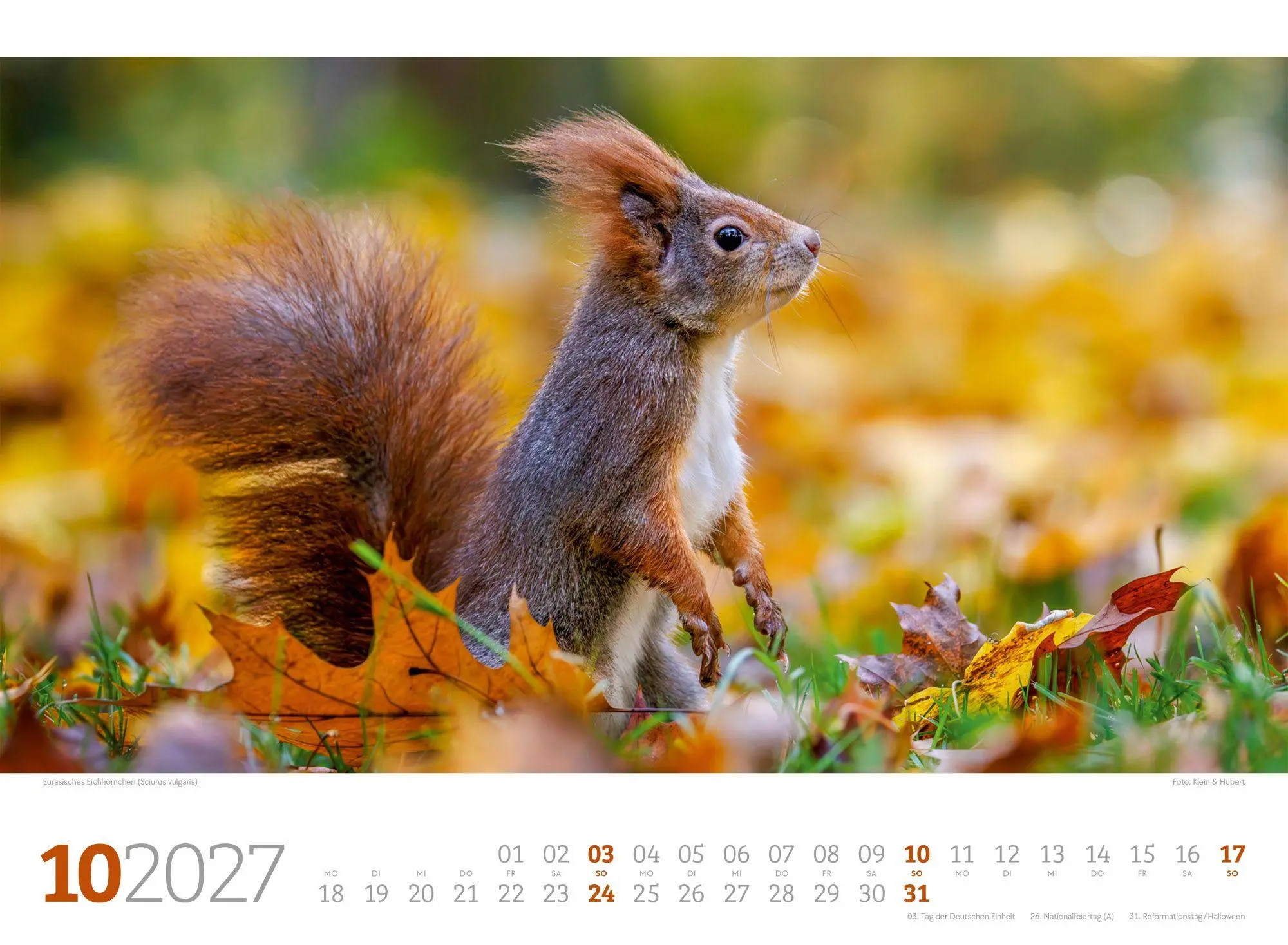 Bild: 9783838427829 | Tierwelt Wald Kalender 2027 | Ackermann Kunstverlag GmbH | Kalender