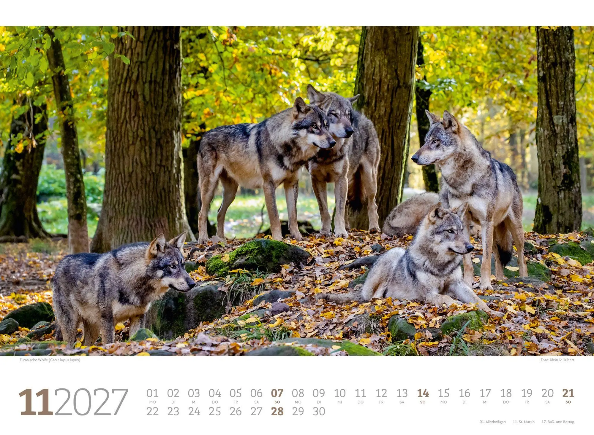 Bild: 9783838427829 | Tierwelt Wald Kalender 2027 | Ackermann Kunstverlag GmbH | Kalender