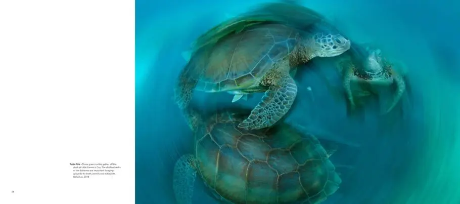 Bild: 9783866907829 | Wild Seas | Die Schönheit und Zerbrechlichkeit der Ozeane | Peschak