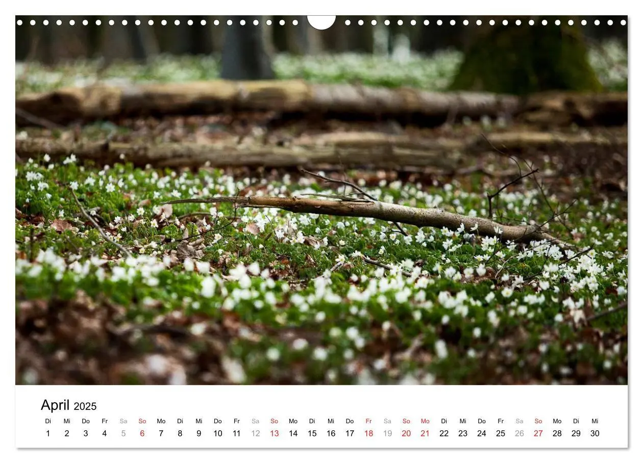 Bild: 9783435797929 | Rügen (Wandkalender 2025 DIN A3 quer), CALVENDO Monatskalender | 2025