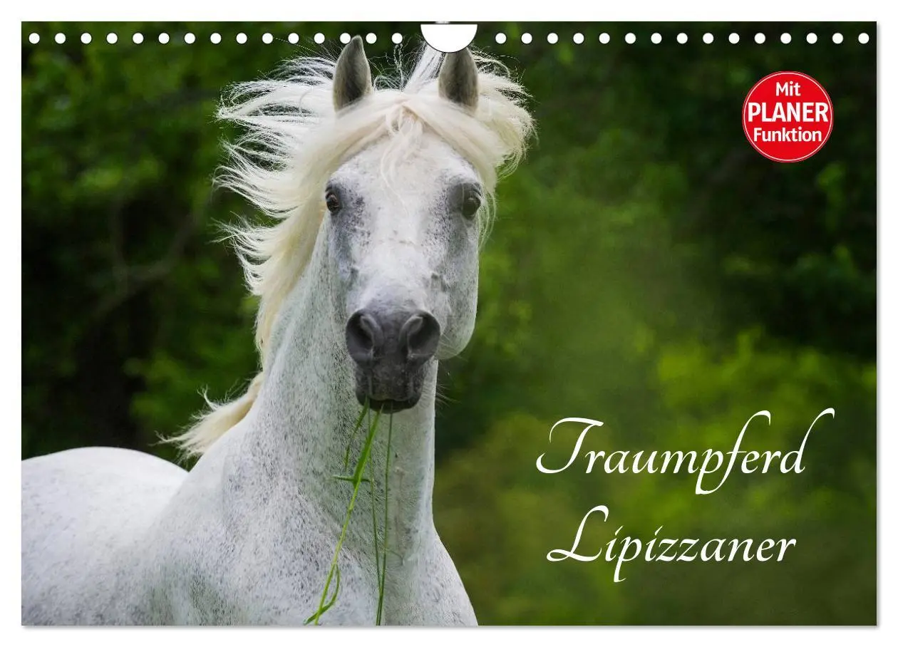 Cover: 9783516008029 | Traumpferd Lipizzaner (Wandkalender 2026 DIN A4 quer), CALVENDO...