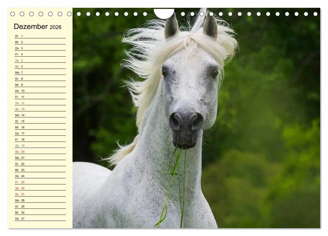 Bild: 9783516008029 | Traumpferd Lipizzaner (Wandkalender 2026 DIN A4 quer), CALVENDO...