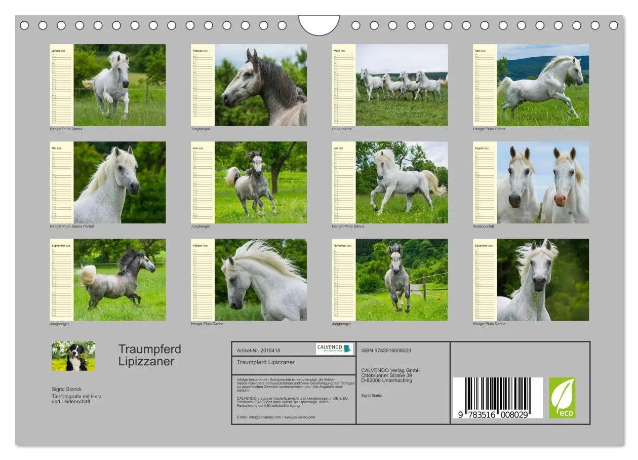 Bild: 9783516008029 | Traumpferd Lipizzaner (Wandkalender 2026 DIN A4 quer), CALVENDO...