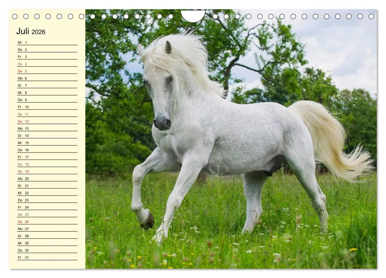Bild: 9783516008029 | Traumpferd Lipizzaner (Wandkalender 2026 DIN A4 quer), CALVENDO...