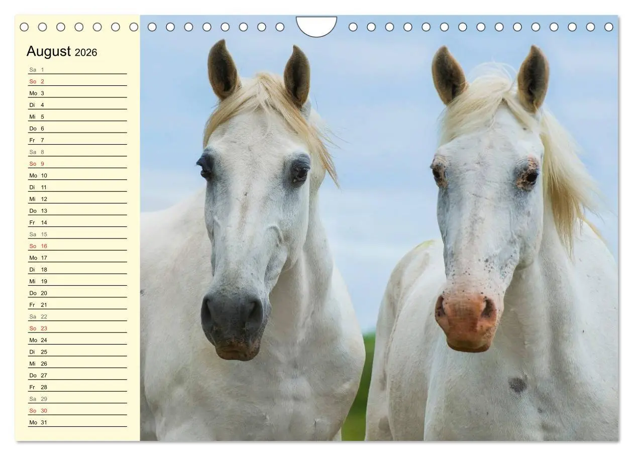 Bild: 9783516008029 | Traumpferd Lipizzaner (Wandkalender 2026 DIN A4 quer), CALVENDO...