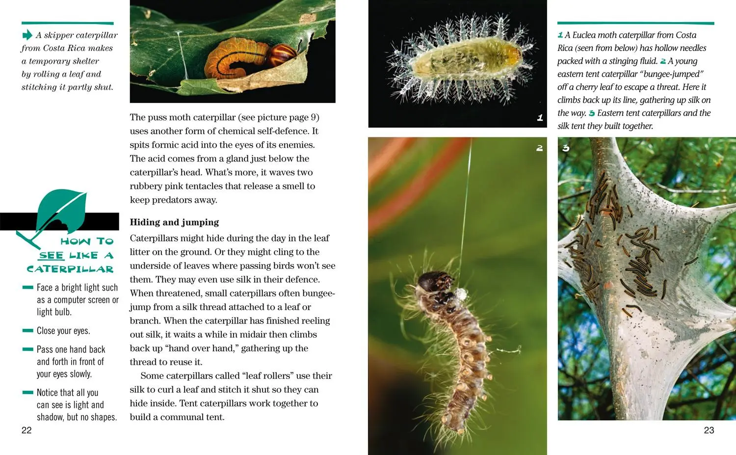 Bild: 9780008358129 | Face to Face with Caterpillars | Level 6 | Darlyne A. Murawski | Buch