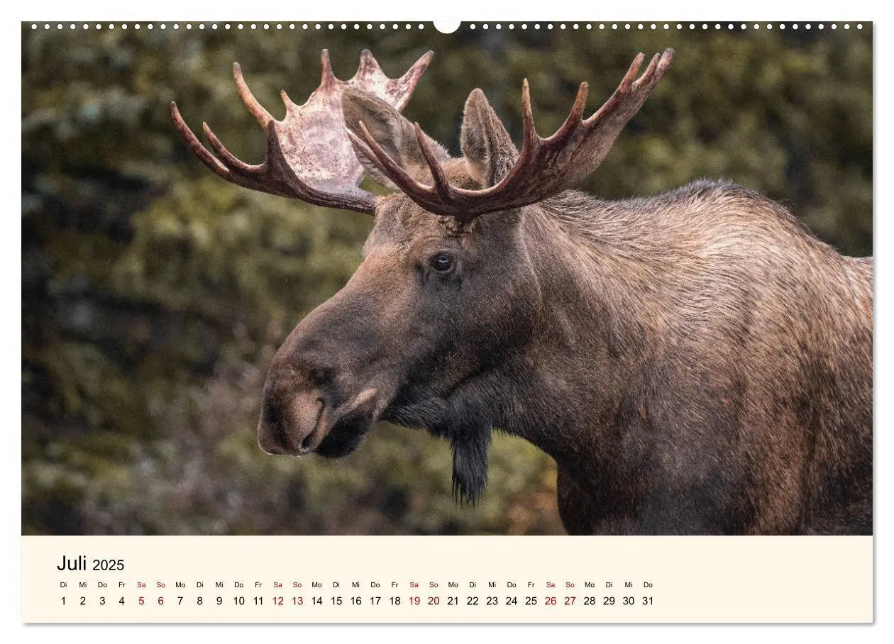 Bild: 9783435128129 | Der Elch - König des Nordens (hochwertiger Premium Wandkalender...