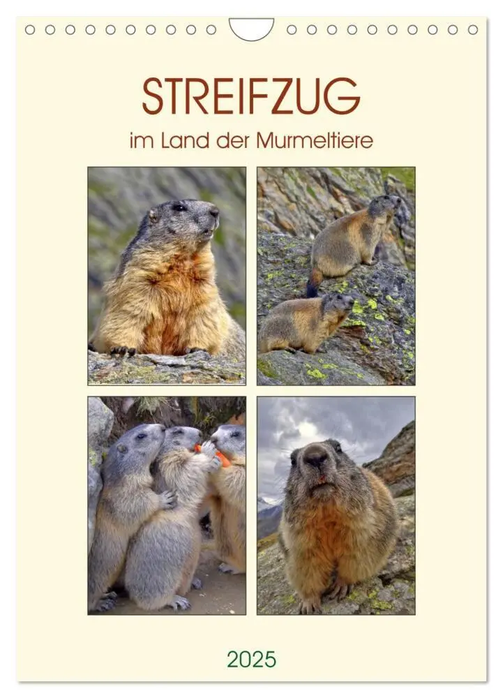 Cover: 9783435988129 | STREIFZUG im Land der Murmeltiere (Wandkalender 2025 DIN A4 hoch),...