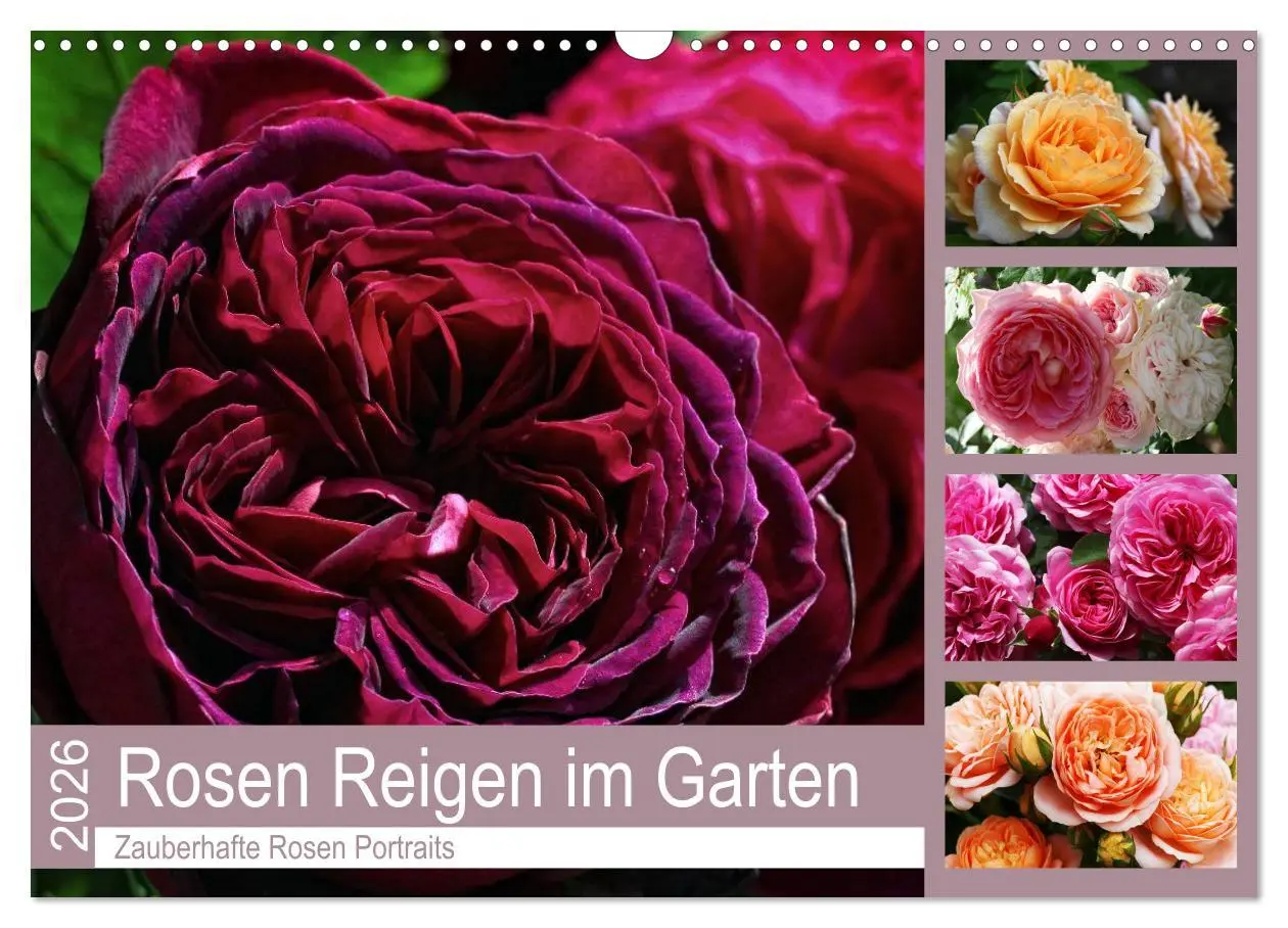 Cover: 9783457908129 | Rosen Reigen im Garten (Wandkalender 2026 DIN A3 quer), CALVENDO...