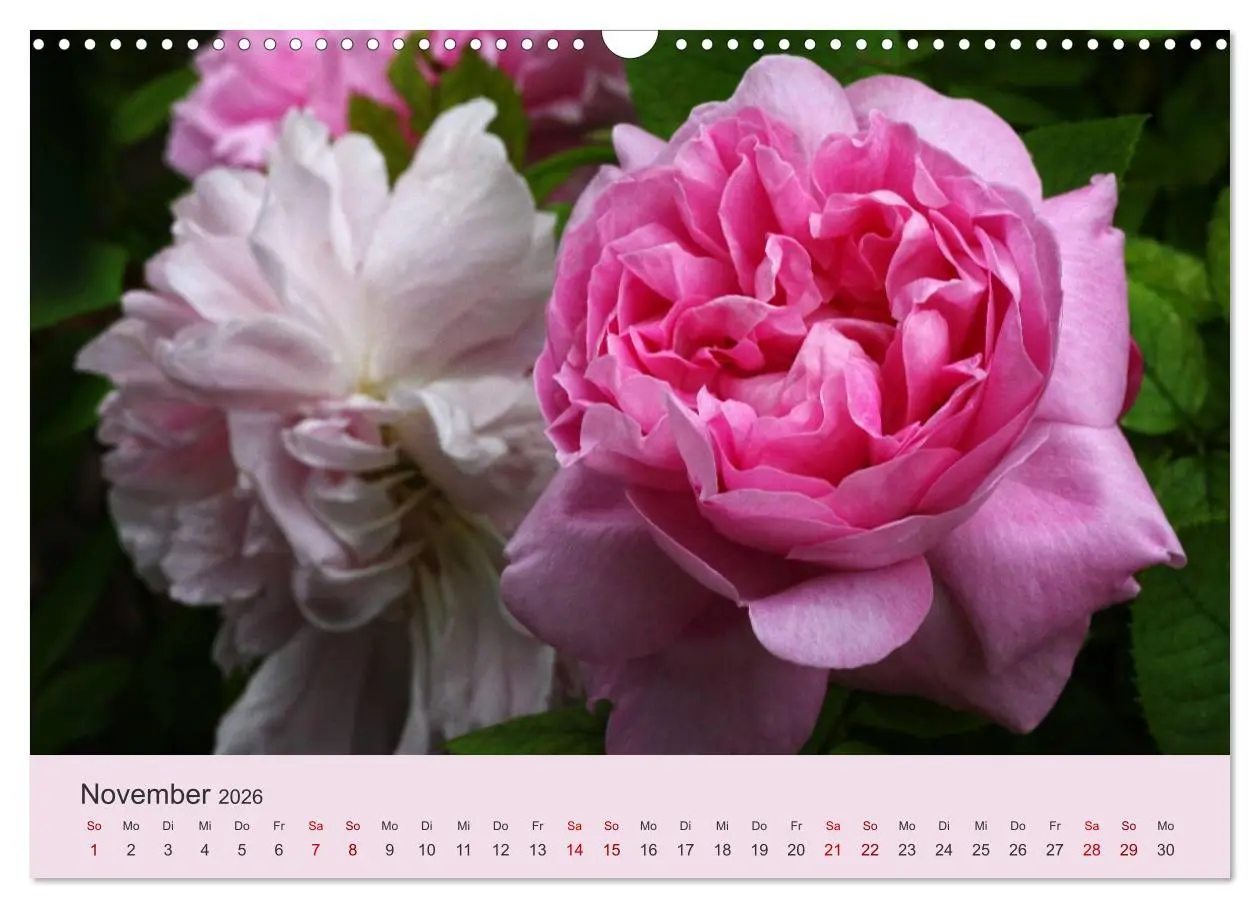 Bild: 9783457908129 | Rosen Reigen im Garten (Wandkalender 2026 DIN A3 quer), CALVENDO...