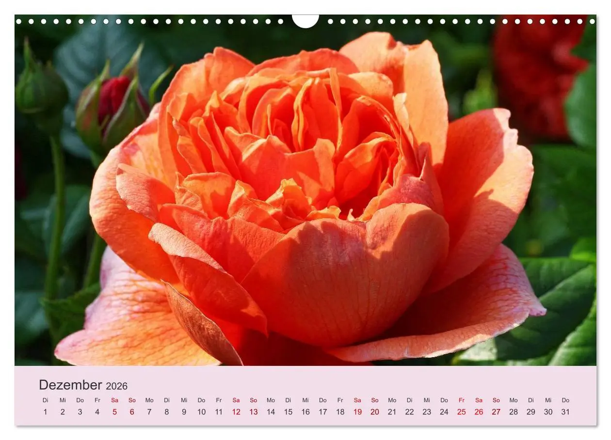 Bild: 9783457908129 | Rosen Reigen im Garten (Wandkalender 2026 DIN A3 quer), CALVENDO...