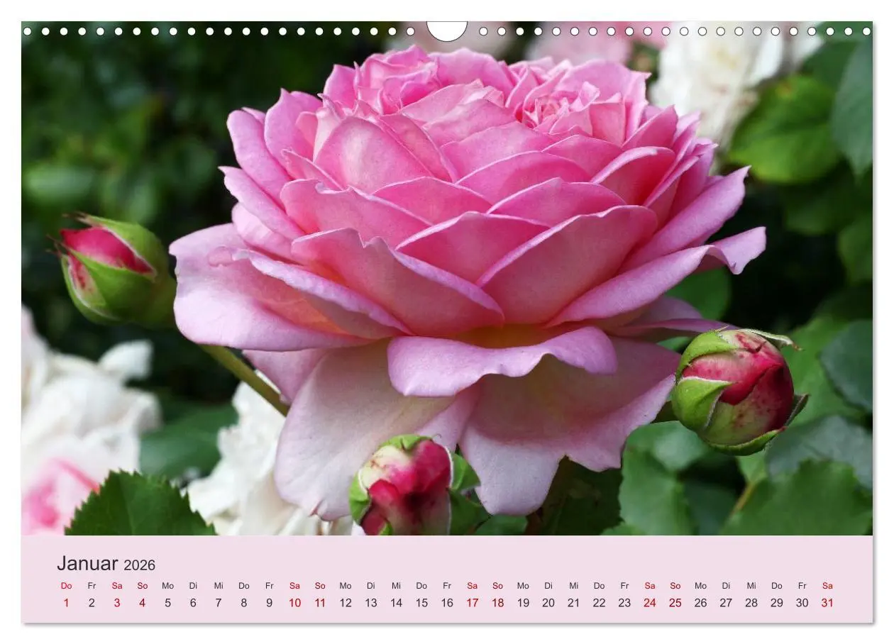 Bild: 9783457908129 | Rosen Reigen im Garten (Wandkalender 2026 DIN A3 quer), CALVENDO...