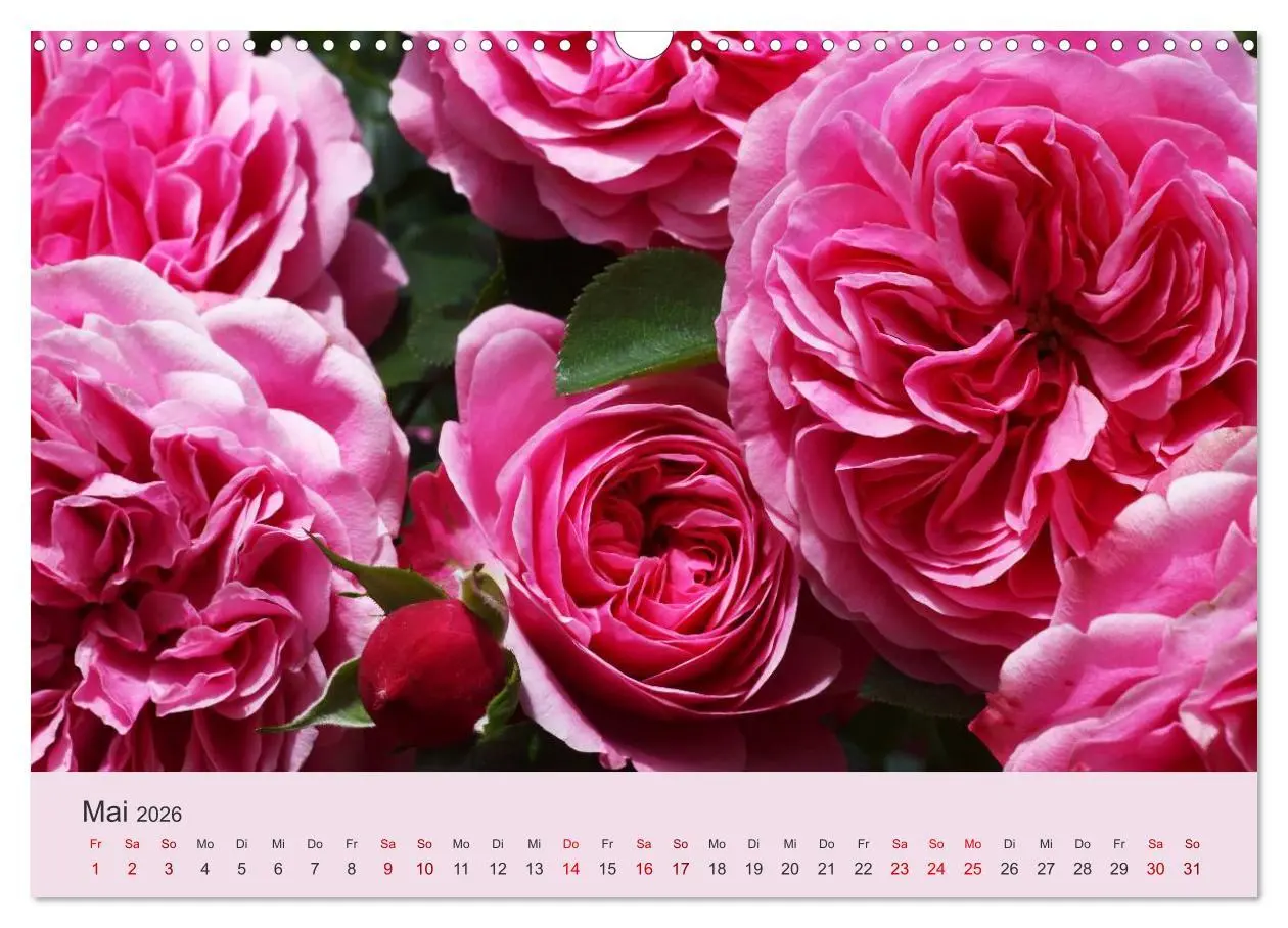 Bild: 9783457908129 | Rosen Reigen im Garten (Wandkalender 2026 DIN A3 quer), CALVENDO...